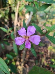 Melastoma malabathricum