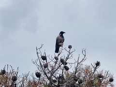 Corvus cornix sharpii