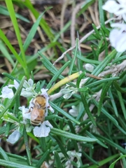 Apis mellifera