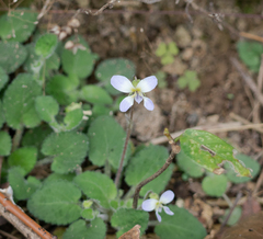 Viola diffusa