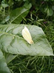 Pieris rapae