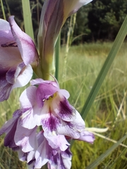 Gladiolus crassifolius