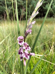 Gladiolus crassifolius