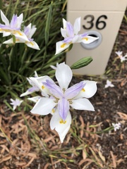 Dietes