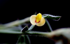 Stylosanthes fruticosa