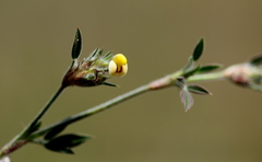 Stylosanthes fruticosa