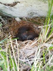 Phoenicurus moussieri