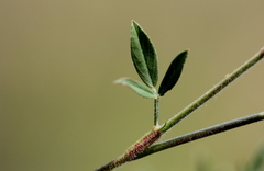 Stylosanthes fruticosa