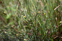 Stylosanthes fruticosa