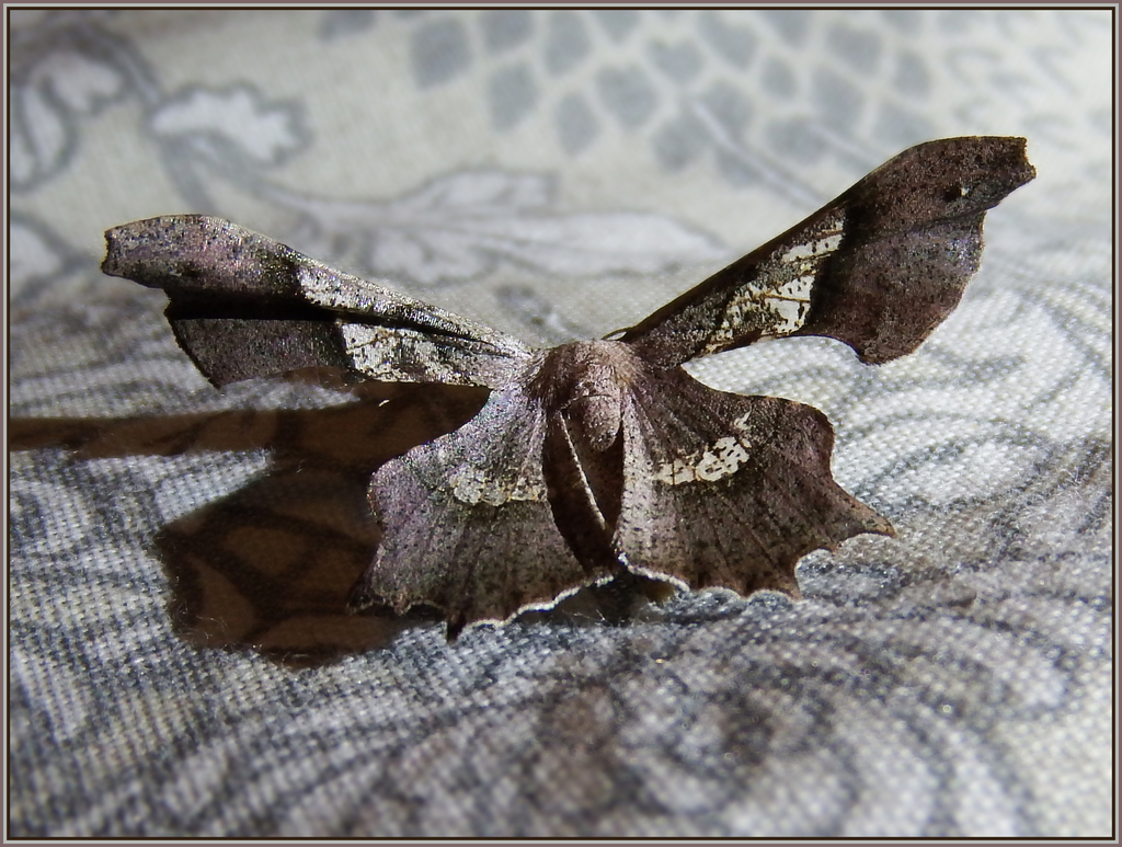 Variable Wisp Wing from Colchester, Gqeberha, South Africa on December ...