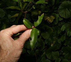 Melodinus australis