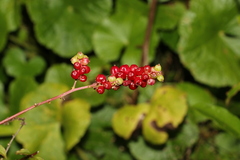 Deeringia amaranthoides