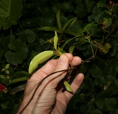 Melodinus australis