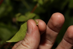 Melodinus australis