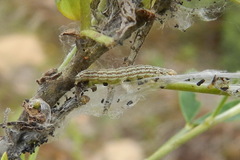 Filatima