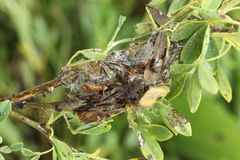 Filatima