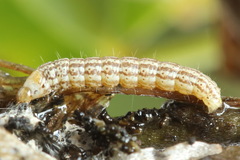 Filatima