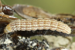 Filatima