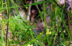 Platysace linearifolia
