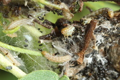 Filatima