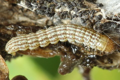 Filatima