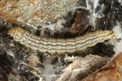 Filatima