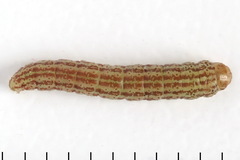 Filatima