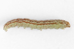 Filatima