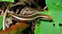 Psychosaura macrorhyncha