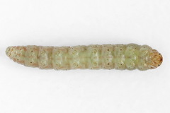 Filatima