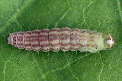 Filatima