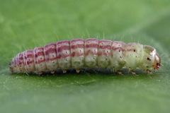 Filatima