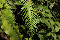 Asplenium polyodon
