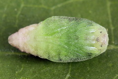 Filatima