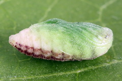 Filatima