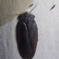 Laxta granicollis