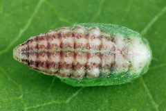 Filatima