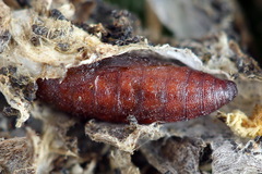 Filatima