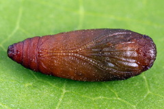 Filatima