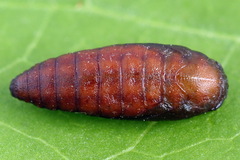 Filatima