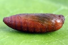 Filatima