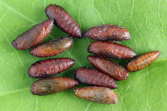 Filatima