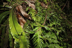 Asplenium polyodon
