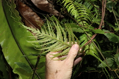 Asplenium polyodon