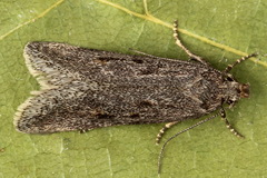 Filatima