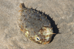 Chilomycterus mauretanicus