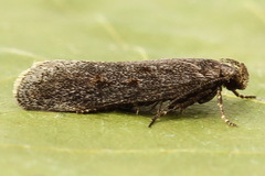 Filatima