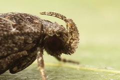 Filatima