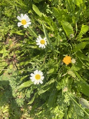 Anthemis pseudocotula