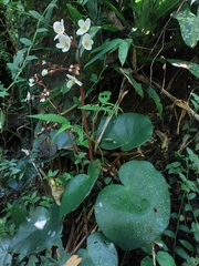 Begonia